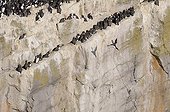 Common Guillemots diving off a cliff  Wales 