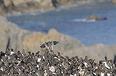 Common Guillemot colony on Stacks Rocks Wales