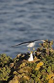 Herring Gull attacking a conspecific nesting on cliff  Wales