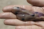 Embryos of Bigeye Hound Shark with yolk sac still attached