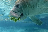 West Indian Manatee eating leaves in Crystal River USA