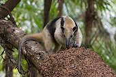 THREE-TOED ANTEATER Three-toed anteater or Northern Tamandua (Tamandua mexicana) feeding at termite nest, Belize. Captive