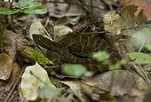 FER-DE-LANCE (Bothrops atrox) nr. Nappi, Kanuku mountains, Guyana.