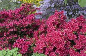 Rhododendrons 'Vuyk's Scarlet' in bloom in a garden