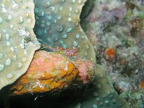 Shrimp on hard Coral Bunaken Marine NP Sulawesi Indonesia 