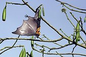 Comoros Flying fox in cheese tree Mayotte