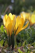Yellow Crocus in bloom in spring Provence France 