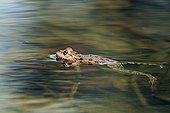 Green frog swimming in a pond garden France 