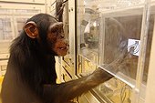 Common Chimpanzee in a research laboratory in Japan ; Exercise is to associate a picture to a photo of the same object, fruit and vegetables here.