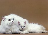 Persian kitten with its mother