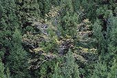 Broad-leave trees lost in a plantation of japanese Cedar