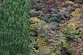 Japanese cedar and forest in autumn color in Japan 