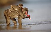 Japanese macaques washing a potato in the Pacific Ocean ; It is in this island that the Japanese primatologists are the first observations of the first cultural behavior defined as: washing potatoes. Culture: A discovery made by an individual and that spreads within the group and subsequent generations. The discovery, washing potatoes covered with sand (they are made by scientists and deposited on the sand) was first made in fresh water and in sea water, presumably to enjoy the salty taste Same type of experience with wheat, some monkeys gather by the handful and throws in a puddle of water left by the sea or filled by the river, and floating grains of sand by pouring off.