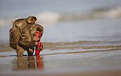 Japanese macaques washing a potato in the Pacific Ocean ; It is in this island that the Japanese primatologists are the first observations of the first cultural behavior defined as: washing potatoes. Culture: A discovery made by an individual and that spreads within the group and subsequent generations. The discovery, washing potatoes covered with sand (they are made by scientists and deposited on the sand) was first made in fresh water and in sea water, presumably to enjoy the salty taste Same type of experience with wheat, some monkeys gather by the handful and throws in a puddle of water left by the sea or filled by the river, and floating grains of sand by pouring off.