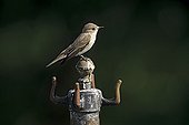 Spotted Flycatcher on a metal stake in a garden Switzerland