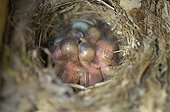 Pied Flycatcher neonates and eggs in the nest Switzerland