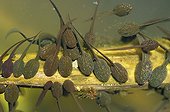 Tadpoles of frog and Triton Neuchatel Switzerland