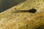 Tadpole of Triton Neuchatel Switzerland