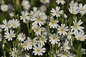 Greater Stitchwort blossoms in spring