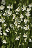 Greater Stitchwort blossoms in spring