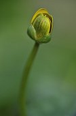 Vicar pennywort in bud in a forest France