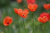 Drone flying over fields of poppies Var France