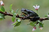 Mediterranean Tree Frog on a branch of plum blossoms