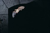 Murine in flight at night France ; Concours du Festival international de la photo animalière et de nature 2010<br>Mouse-eared Bat and Lesser Mouse-eared Bat are very difficult to distinguish from each other.