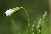 Wood Stitchwort flower in spring Vosges France