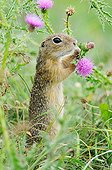 European ground squirrel eating a thistle flower Serbia