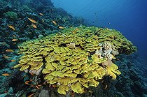 Hard coral formation in Red Sea Egypt