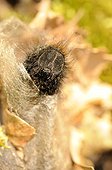 Larva of a butterfly Moro sphynx out of its cocoon