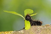 Moro sphinx moth caterpillar on a piece of apple