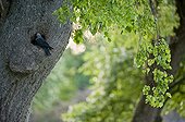 Eurasian Jackdaw on a tree Färnebofjärden NP Sweden 