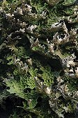 Lung lichen Pyrenees France