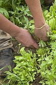 Picking Mesclun and Roquette France