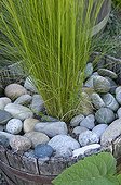 Potted grass and pebbles in the spring France