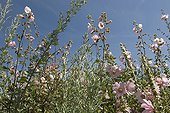 Hollyhock in bloom in summer in Morbihan France