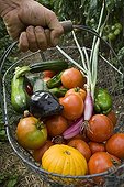 Harvest vegetables in the garden in summer France 