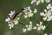 Earwig feeding on a flower of Toril in  Var France