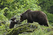 European brown bears female and cub Bavarian Forest NP
