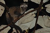 Palm Civet on a tree at night Halimun Salak NP West Java