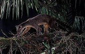 Sulawesi Palm Civet in the Lore Lindu NP Sulawesi