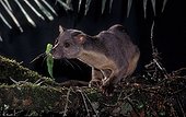 Sulawesi Palm Civet in the Lore Lindu NP Sulawesi