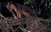 Sulawesi Palm Civet Eating white tail rat Lore Lindu NP