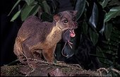 Sulawesi Palm Civet Eating white tail rat Lore Lindu NP
