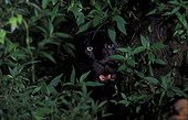 Black panther aggressive behaviour Ujung Kulon NP Java ; melanistic variant of Javan leopard.