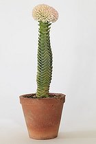 Crassula 'Buddha's Temple' en fleur en studio