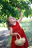 Girl picking cherries with a little basket France 