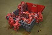 Offal in a box after cutting carcass meat France ; Wholesale Meat 